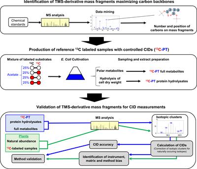 Validation of carbon isotopologue distribution measurements by GC-MS and application to 13C-metabolic flux analysis of the tricarboxylic acid cycle in Brassica napus leaves